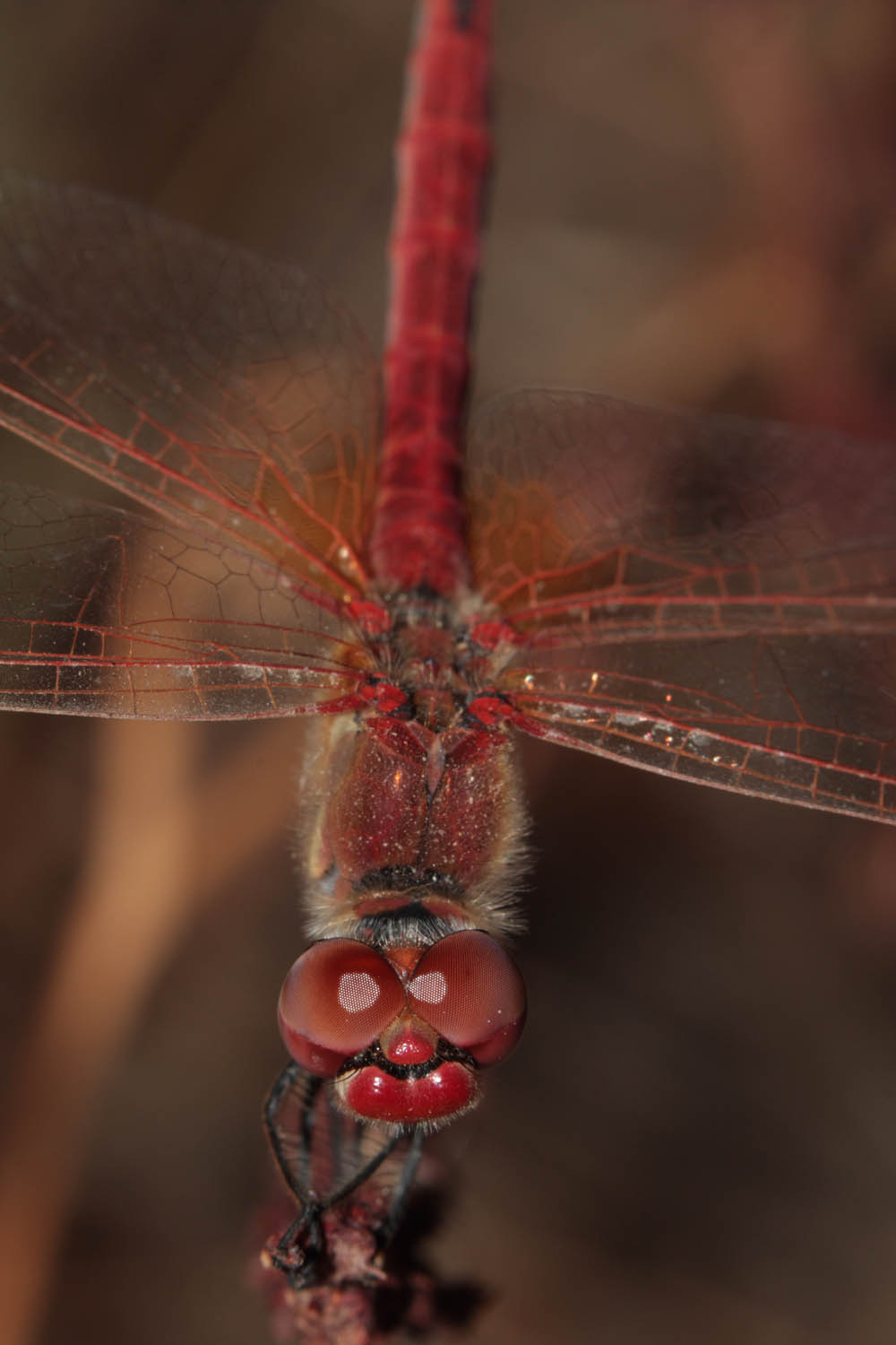 Sympetrum sp.? identificazione specie